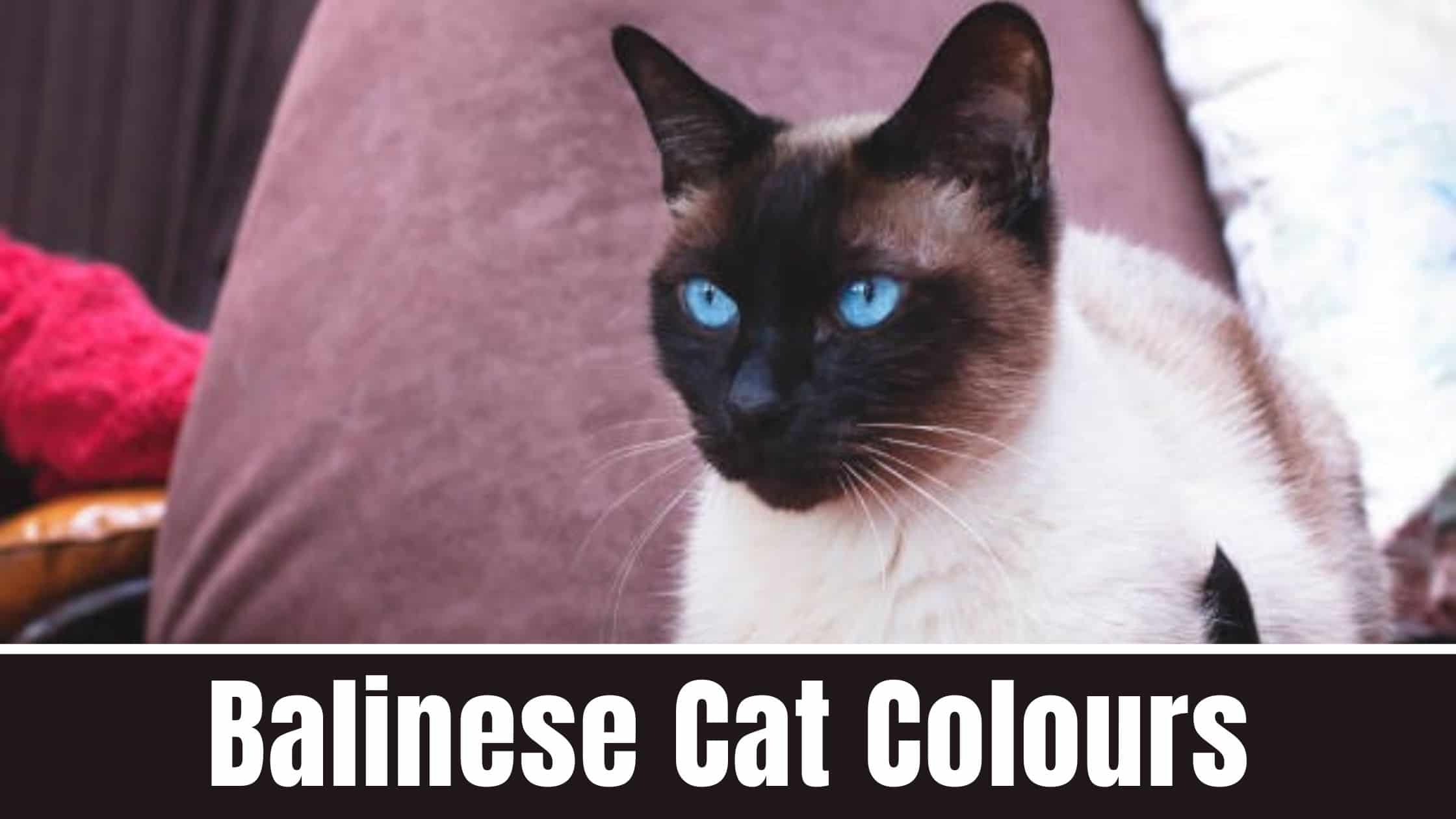 Balinese Cat Colours
