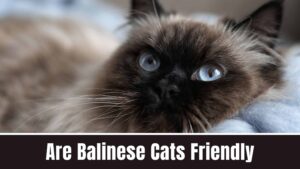 Are Balinese Cats Friendly