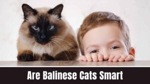 Are Balinese Cats Smart