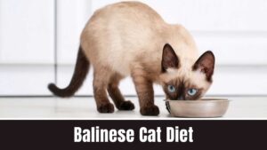 Balinese Cat Diet