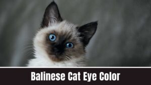 Balinese Cat Eye Color