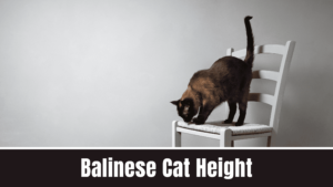 Balinese Cat Height