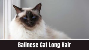 Balinese Cat Long Hair